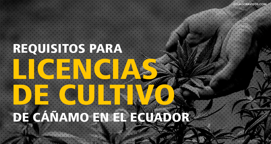 licencias-cultivo-cañamo-ecuador-cannabis